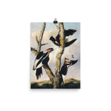 Ivory-billed Woodpeckers Art Print - Joseph Bartholomew Kidd