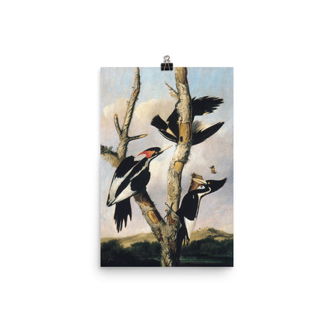 Ivory-billed Woodpeckers Art Print - Joseph Bartholomew Kidd