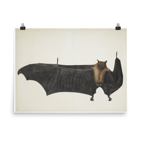 Great Indian Fruit Bat Painting - Enhanced Art Print