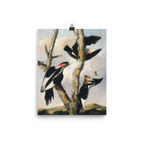 Ivory-billed Woodpeckers Art Print - Joseph Bartholomew Kidd